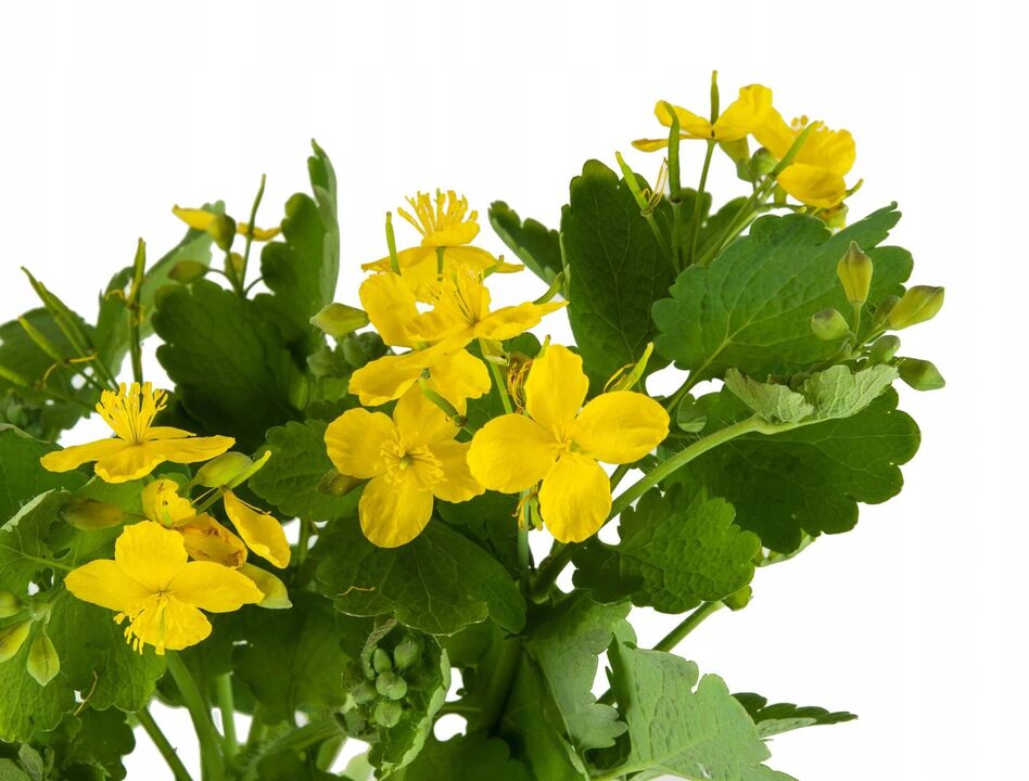 celandine plant against fungi