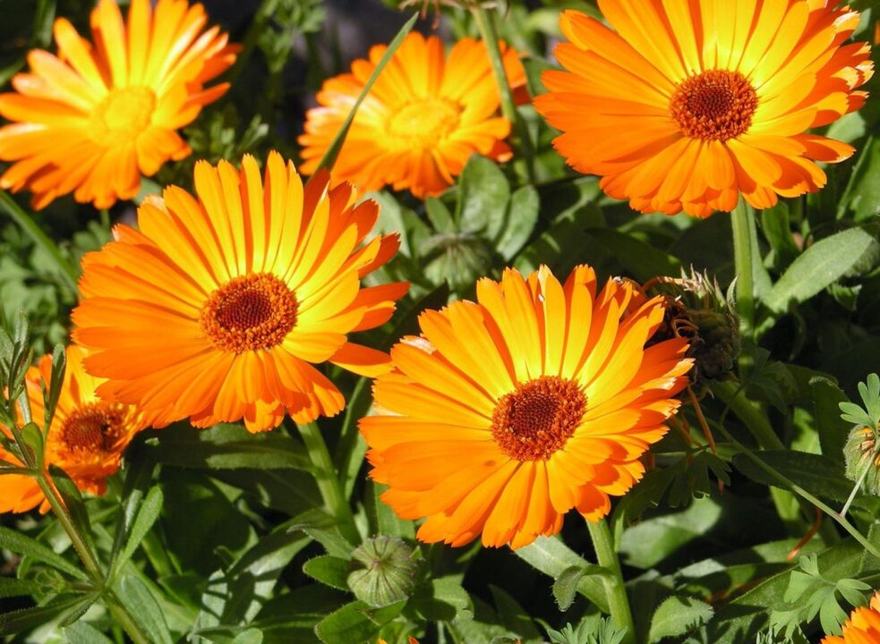 Calendula - a folk remedy for removing foot fungus