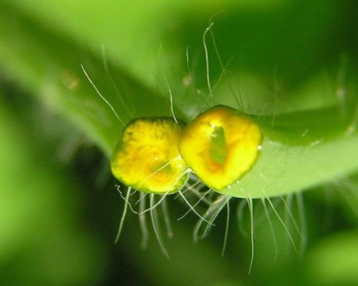 celandine to treat nail fungus